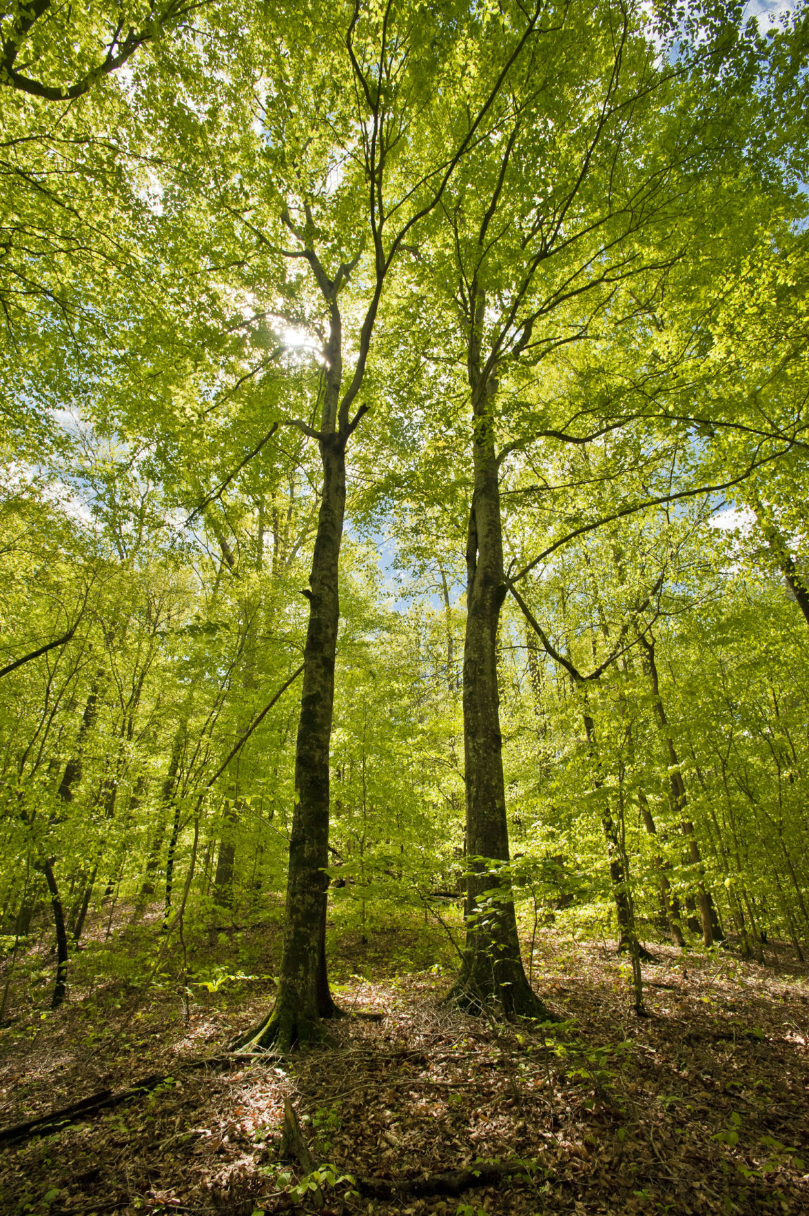 Cascades Preserve